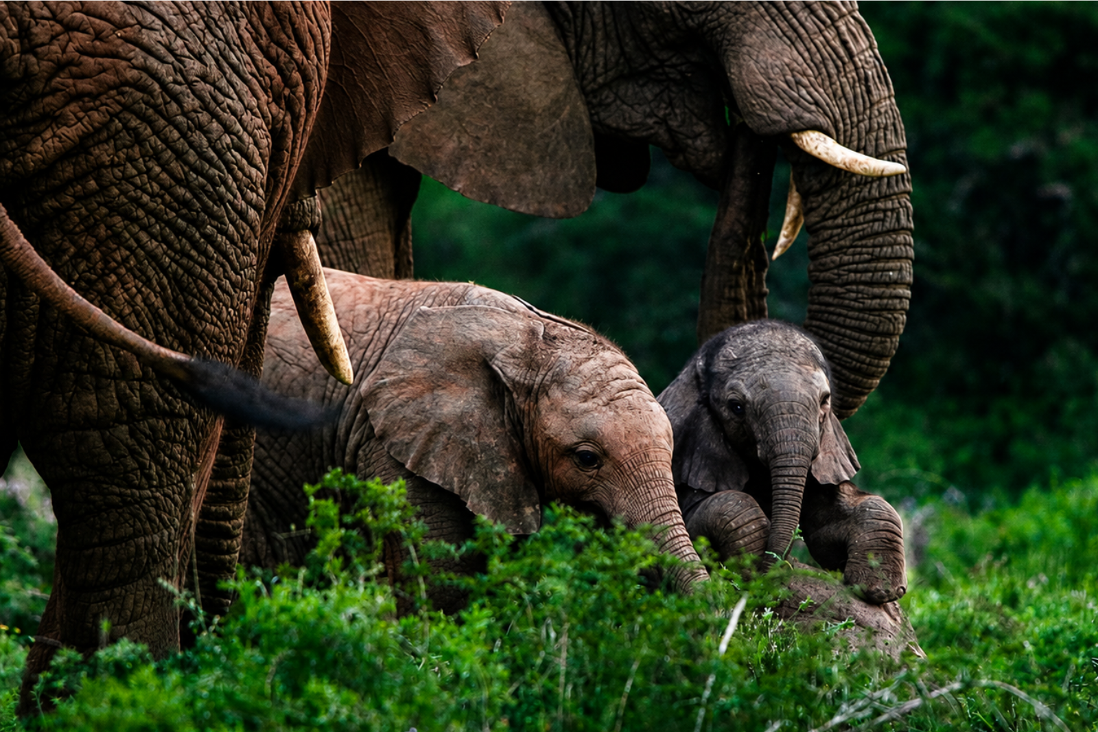 Elephant on kariega game reserve